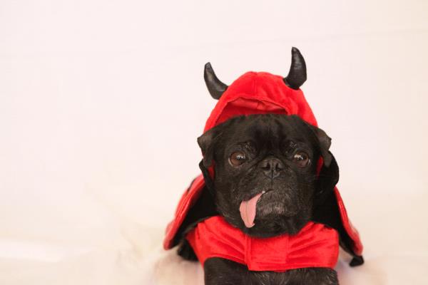 /Images/uploads/PUG NATION RESCUE OF LOS ANGELES/pugnationcalendar/entries/2340thumb.jpg